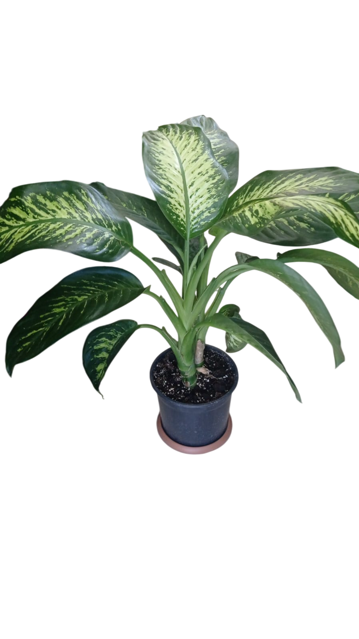 Difenbahya 120 cm